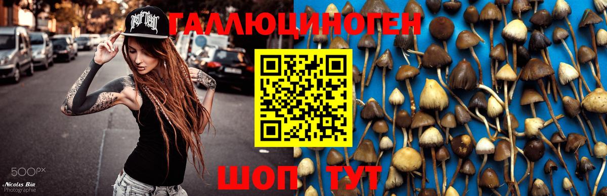 Псилоцибиновые грибы мицелий Богданович